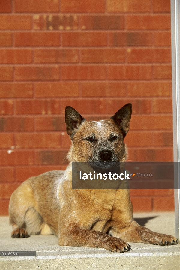 Adulto de perro de ganado australiano (Canis familiaris)