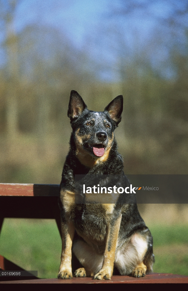 Adulto de perro de ganado australiano (Canis familiaris) sentado sobre un banco de picnic