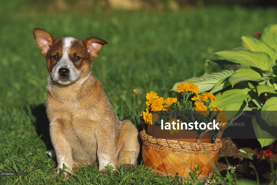 Cachorro Pastor ganadero australiano (Canis familiaris)