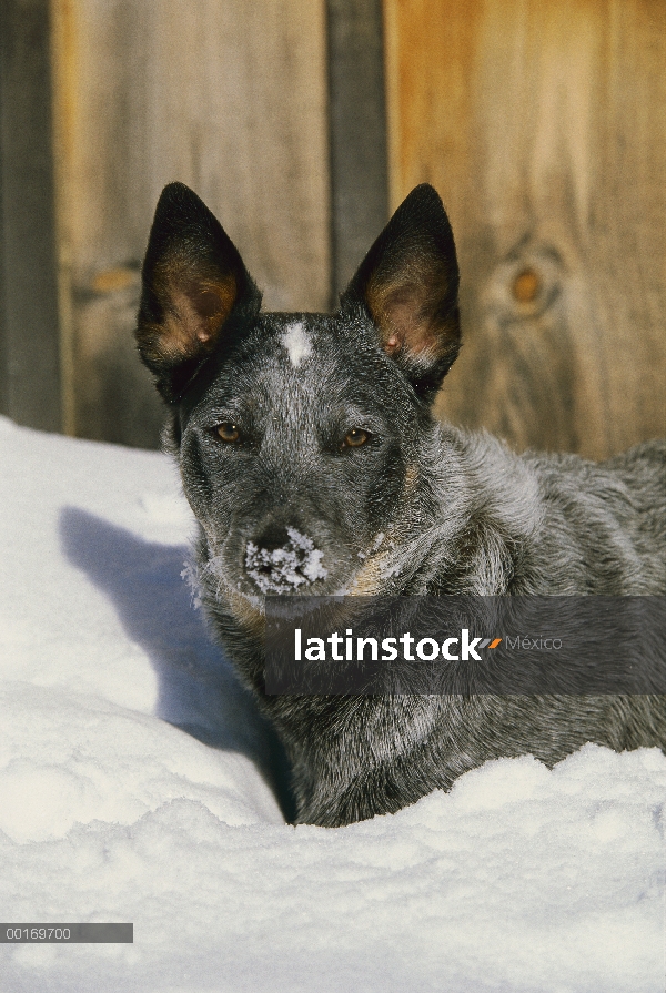 Perro de ganado australiano (Canis familiaris) jugando en la nieve