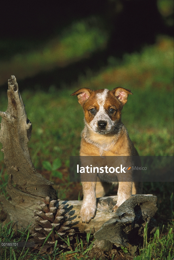 Cachorro Pastor ganadero australiano (Canis familiaris)