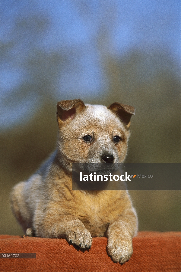 Cachorro Pastor ganadero australiano (Canis familiaris) colocación