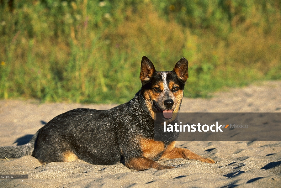 Perro de ganado australiano (Canis familiaris) jugando en la arena