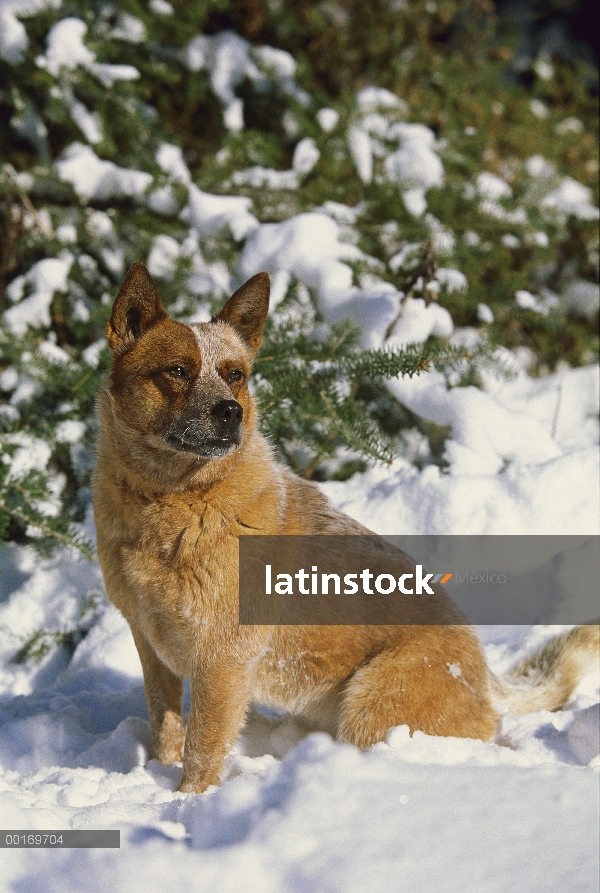 Adulto de perro de ganado australiano (Canis familiaris) sentado en la nieve