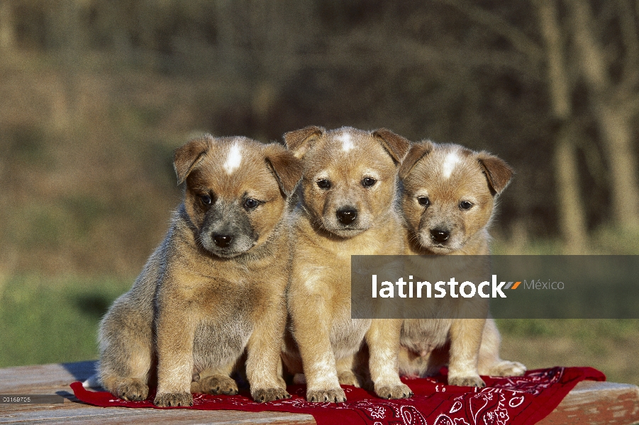 Grupo de cachorros de pastor ganadero australiano (Canis familiaris)