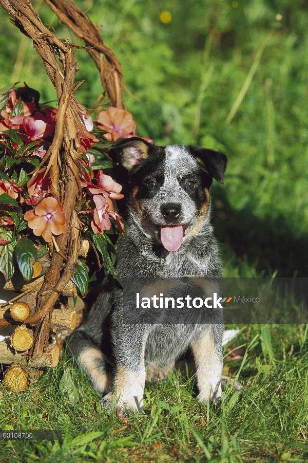 Cachorro Pastor ganadero australiano (Canis familiaris)