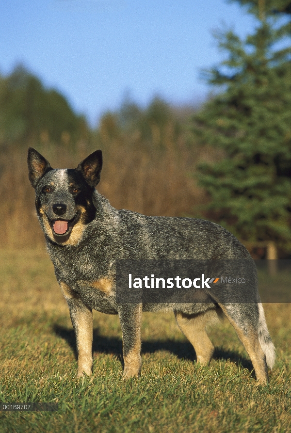 Adulto de perro de ganado australiano (Canis familiaris)