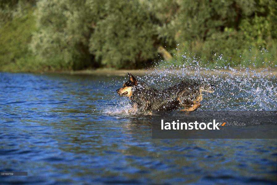 Perro de ganado australiano (Canis familiaris) jugando en el agua