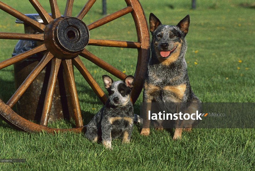 Padres y cachorros de pastor ganadero australiano (Canis familiaris)