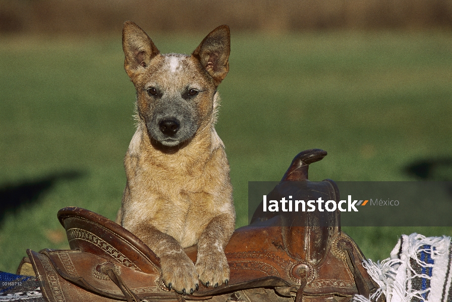 Retrato de pastor ganadero australiano (Canis familiaris)