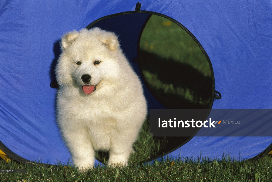 Retrato de Samoyedo (Canis familiaris)