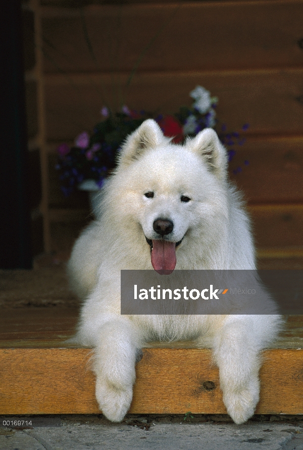 Cachorro de Samoyedo (Canis familiaris)