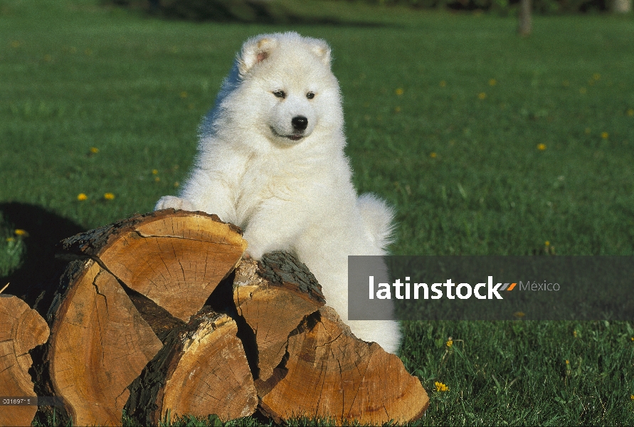 Cachorro de Samoyedo (Canis familiaris) en la pila de registro