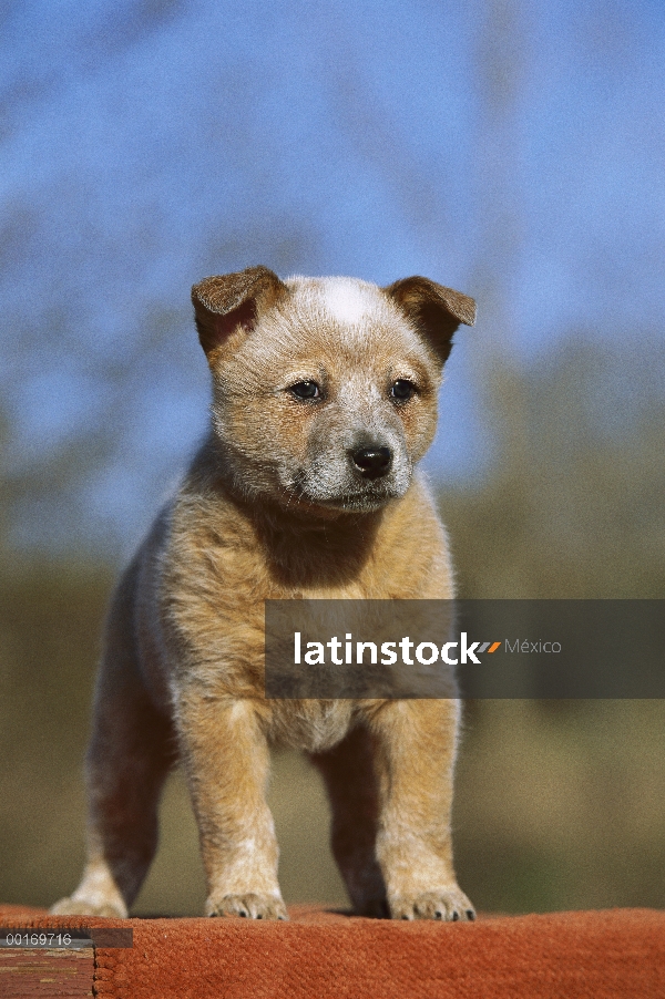 Retrato de pastor ganadero australiano (Canis familiaris) de cachorro