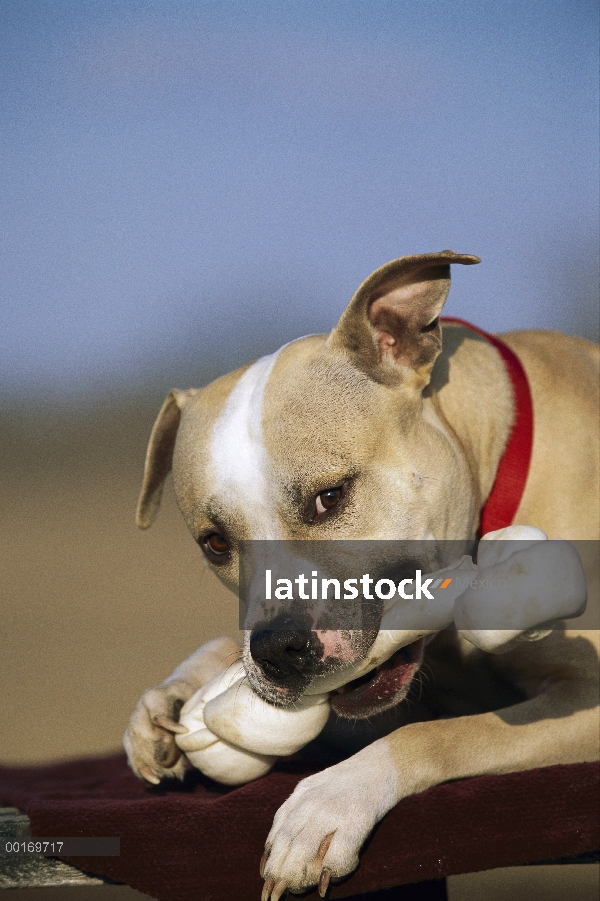 American Pit Bull Terrier (Canis familiaris) mastica hueso