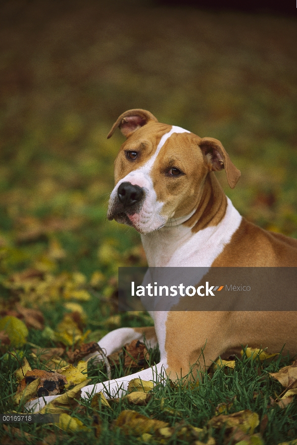 American Pit Bull Terrier (Canis familiaris) en pasto