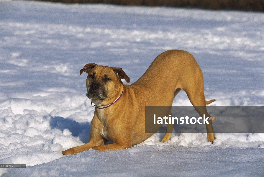 American Pit Bull Terrier (Canis familiaris) jugando en la nieve