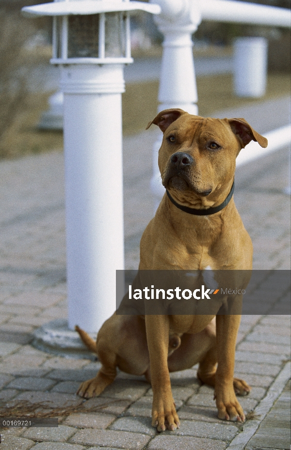 Retrato de American Pit Bull Terrier (Canis familiaris)