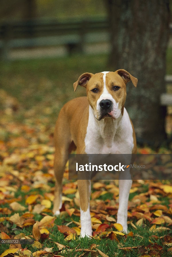 American Pit Bull Terrier (Canis familiaris) en hojas caídas