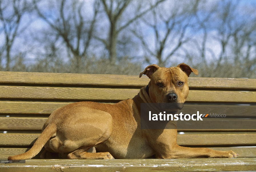 American Pit Bull Terrier (Canis familiaris) en Banco del parque