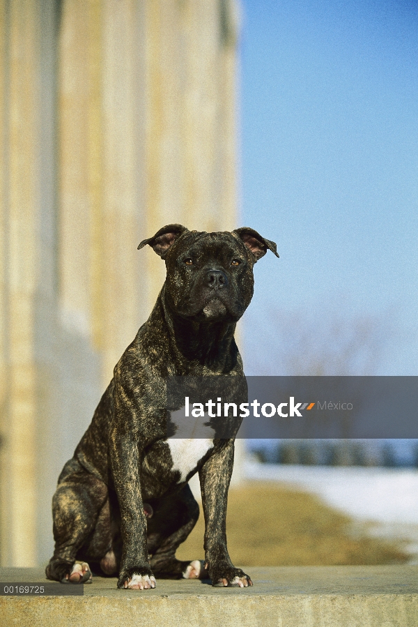 Retrato de American Pit Bull Terrier (Canis familiaris)