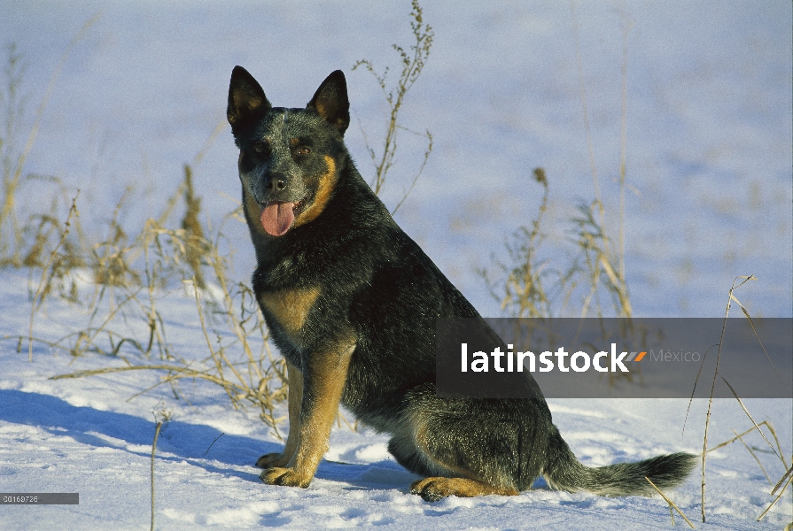 Perro de ganado australiano (Canis familiaris) sentado en la nieve