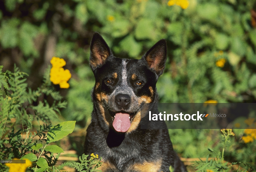 Retrato de pastor ganadero australiano (Canis familiaris)