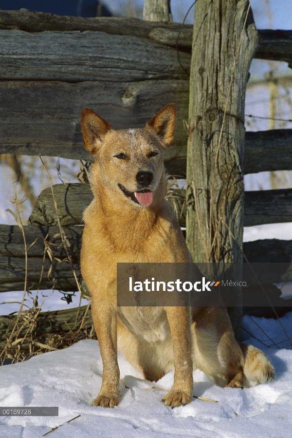 Perro de ganado australiano (Canis familiaris) sentado en la nieve