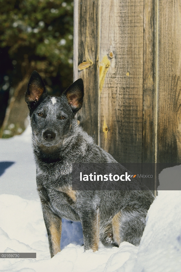 Perro de ganado australiano (Canis familiaris) sentado en la nieve