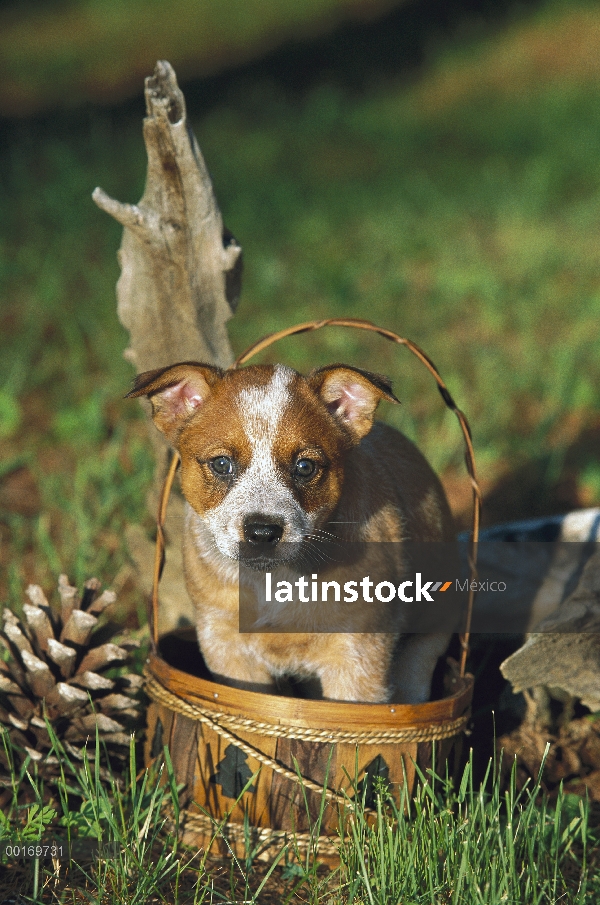 Cachorro Pastor ganadero australiano (Canis familiaris) en la cesta