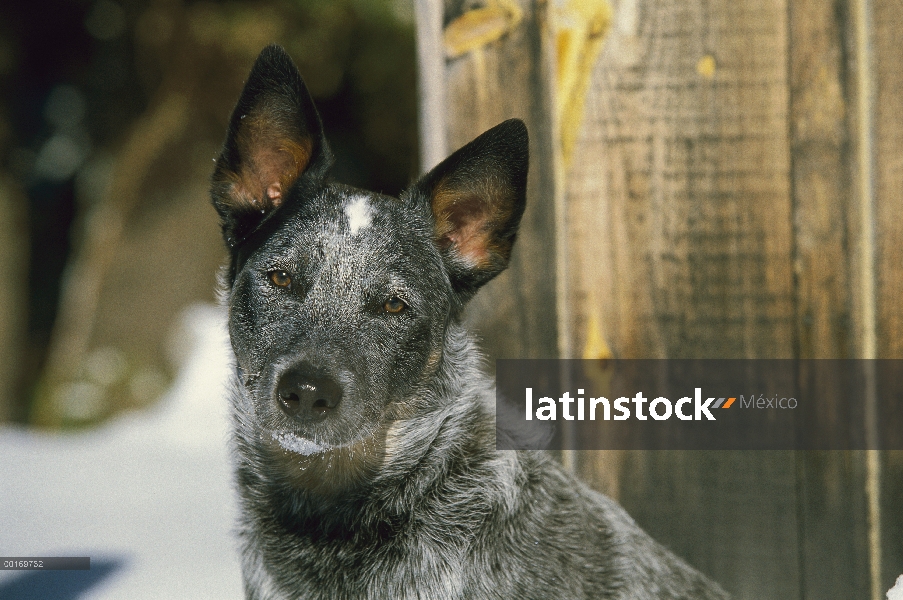 Retrato de pastor ganadero australiano (Canis familiaris) en la nieve