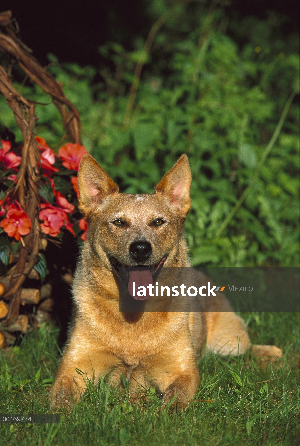 Perro de ganado australiano (Canis familiaris) en pasto