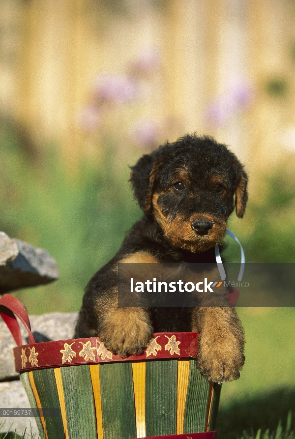 Cachorro Airedale Terrier (Canis familiaris) en la cesta