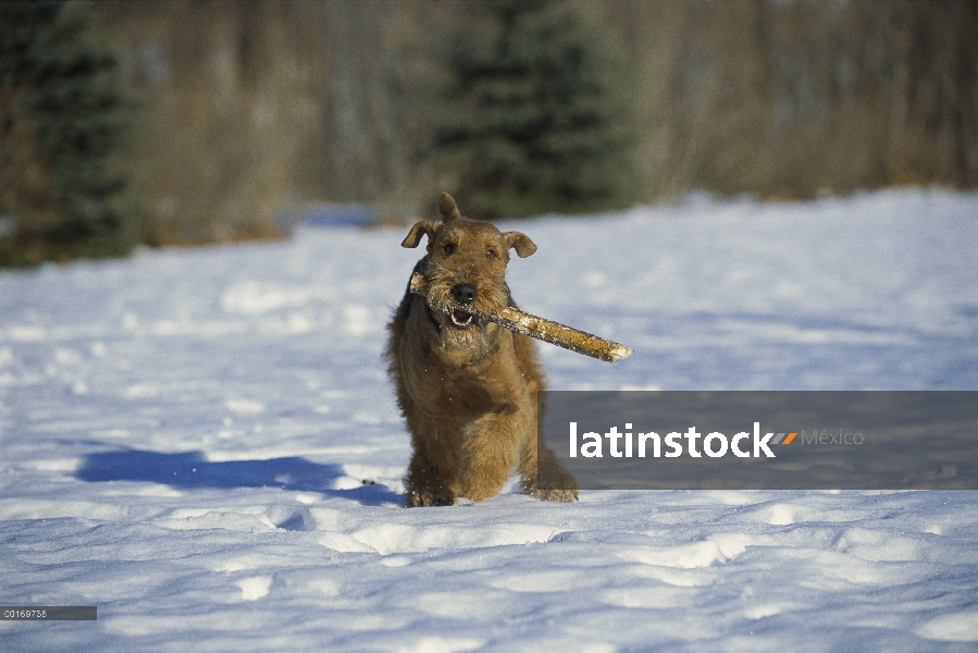 Airedale Terrier (Canis familiaris) jugando con el palillo en la nieve