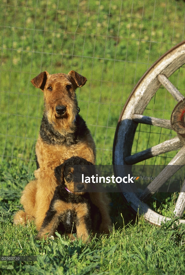 Cachorro y adulto de Airedale Terrier (Canis familiaris)