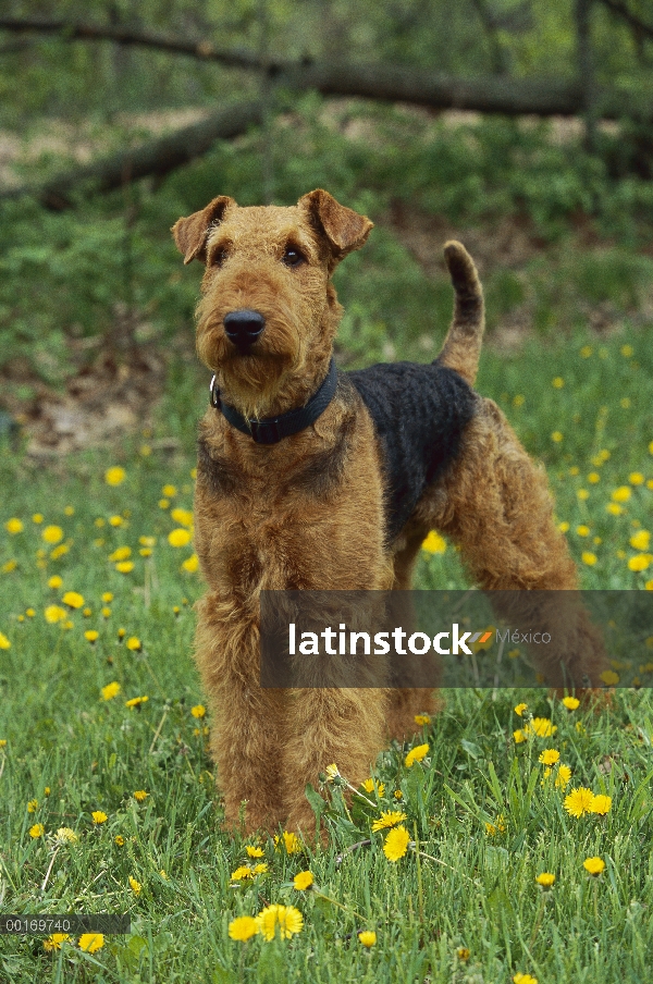 Adulto de Airedale Terrier (Canis familiaris)