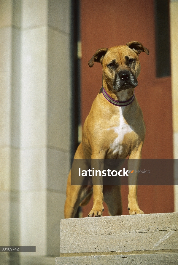 Retrato de American Pit Bull Terrier (Canis familiaris)