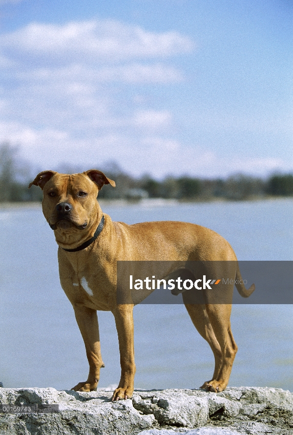 Retrato de American Pit Bull Terrier (Canis familiaris) por el agua