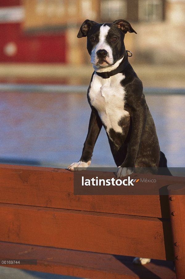 American Pit Bull Terrier (Canis familiaris) retrato de perrito juguetón