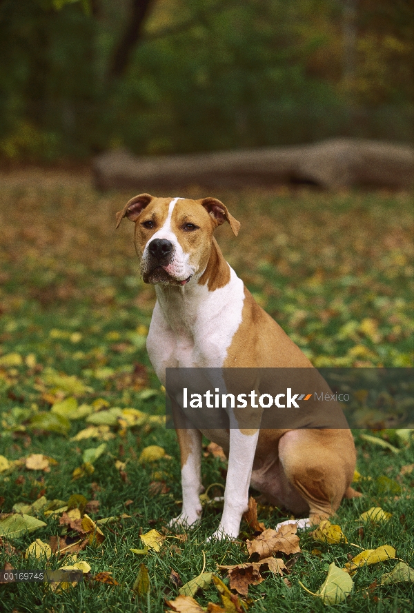 Retrato de American Pit Bull Terrier (Canis familiaris) sentado en la hierba