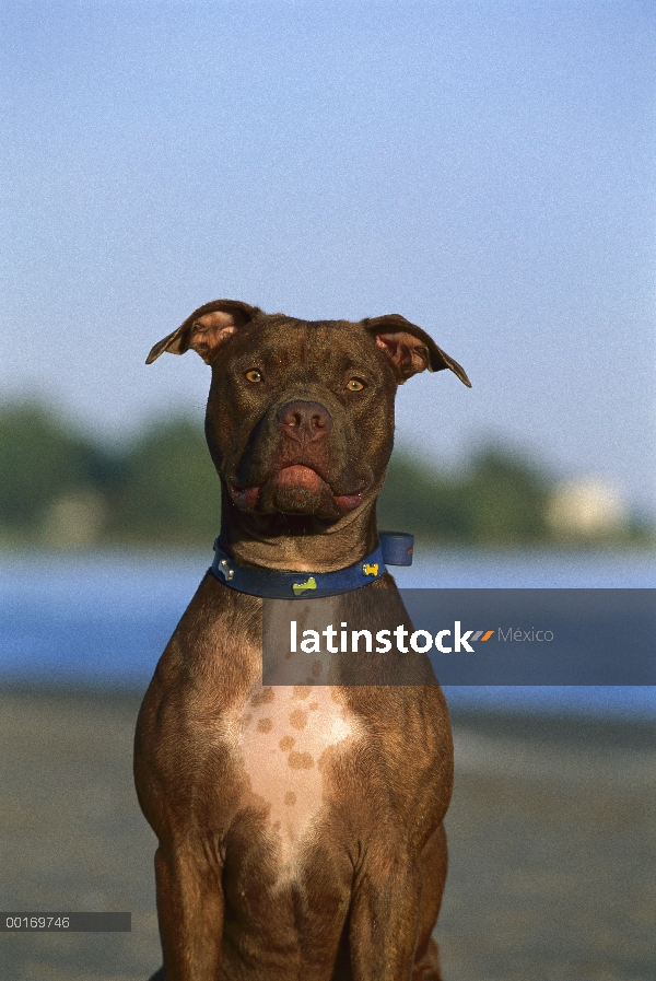 Retrato de American Pit Bull Terrier (Canis familiaris)