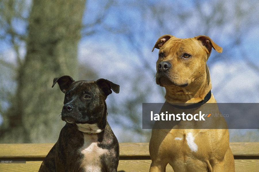 American Pit Bull Terrier (Canis familiaris) retratos de dos adultos