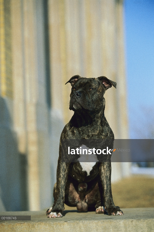 American Pit Bull Terrier (Canis familiaris) retrato de manchado juvenil