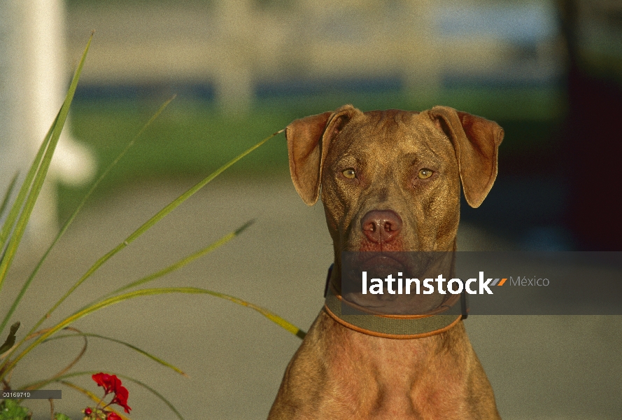 American Pit Bull Terrier (Canis familiaris) retrato de caoba juvenil