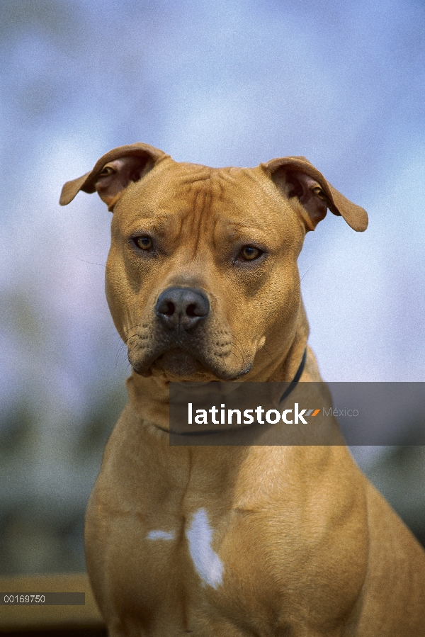 Retrato de American Pit Bull Terrier (Canis familiaris)