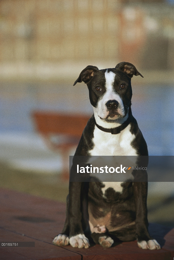 Cachorro American Pit Bull Terrier (Canis familiaris)