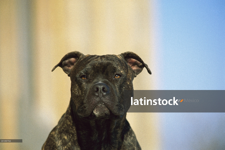 American Pit Bull Terrier (Canis familiaris) atigrado, retrato