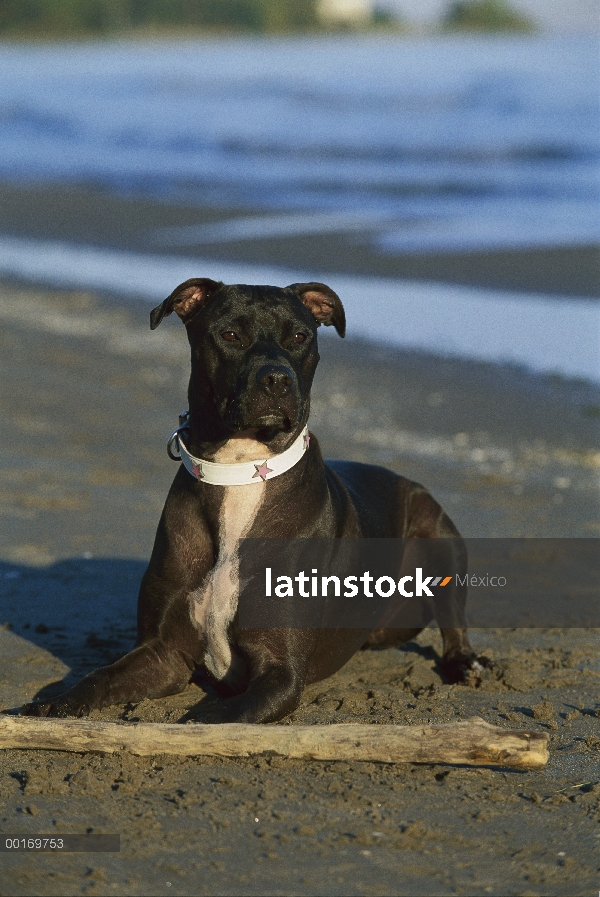 American Pit Bull Terrier (Canis familiaris) jugando con el palo en la playa