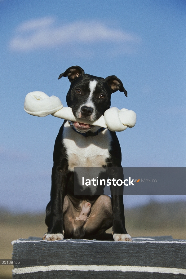 American Pit Bull Terrier (Canis familiaris) con hueso