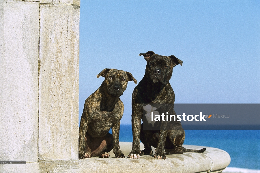 Cachorro, adulto y brindle de American Pit Bull Terrier (Canis familiaris)